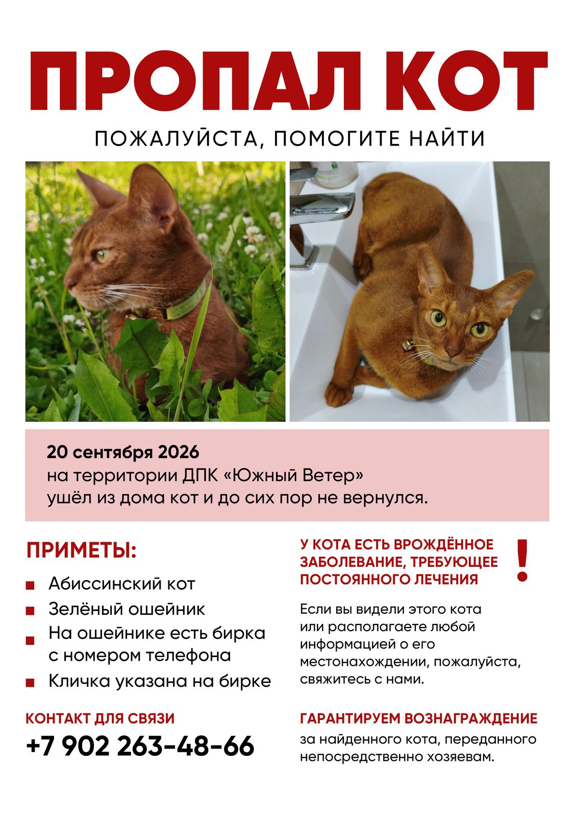 Пропала кошка в Нижнем Тагиле — фото объявления