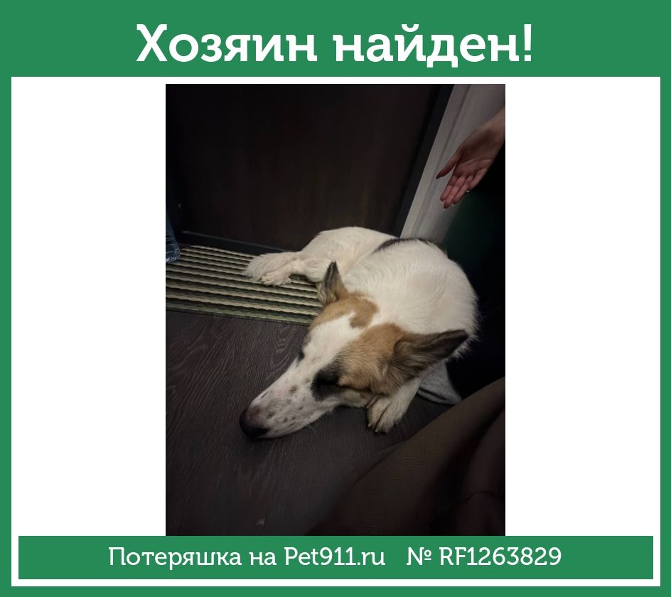 Найдена собака в Гатчине — фото объявления