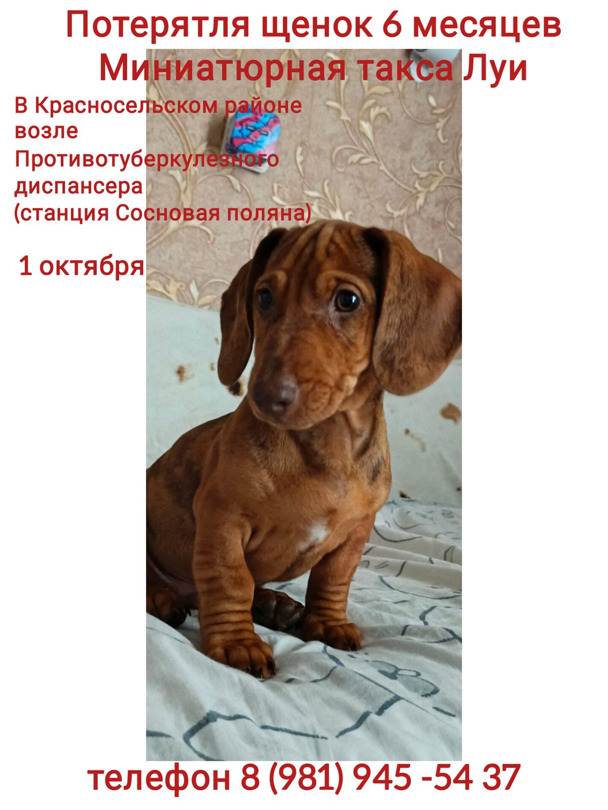 Пропала собака в Санкт-Петербурге — фото объявления