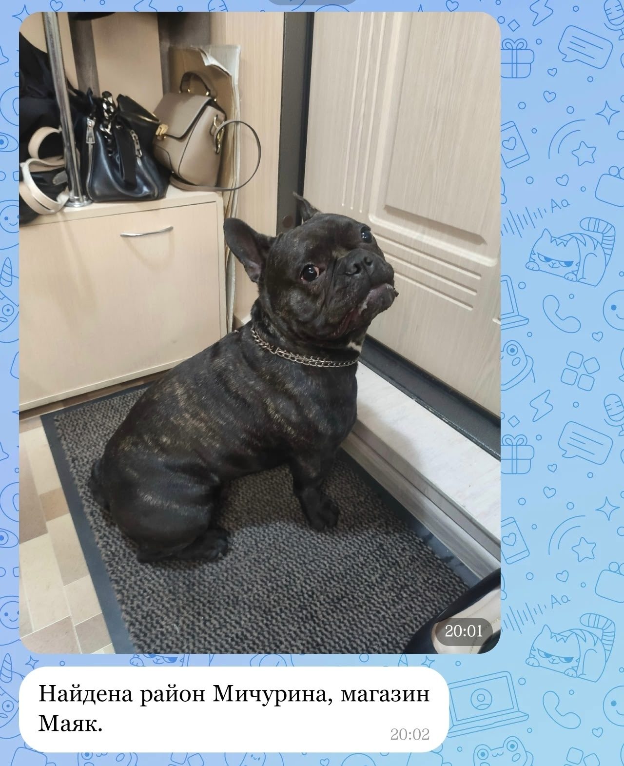 Найдена собака в Томске — фото объявления