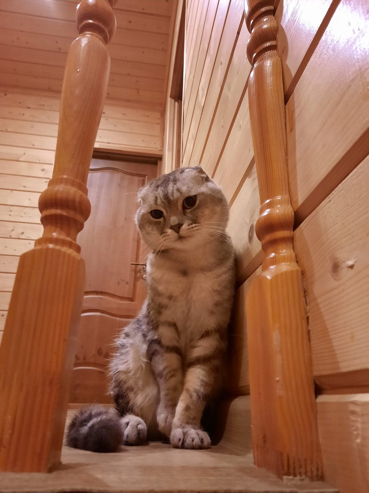 Пропала кошка в Казани — Помогите найти вислоухого кота барсика