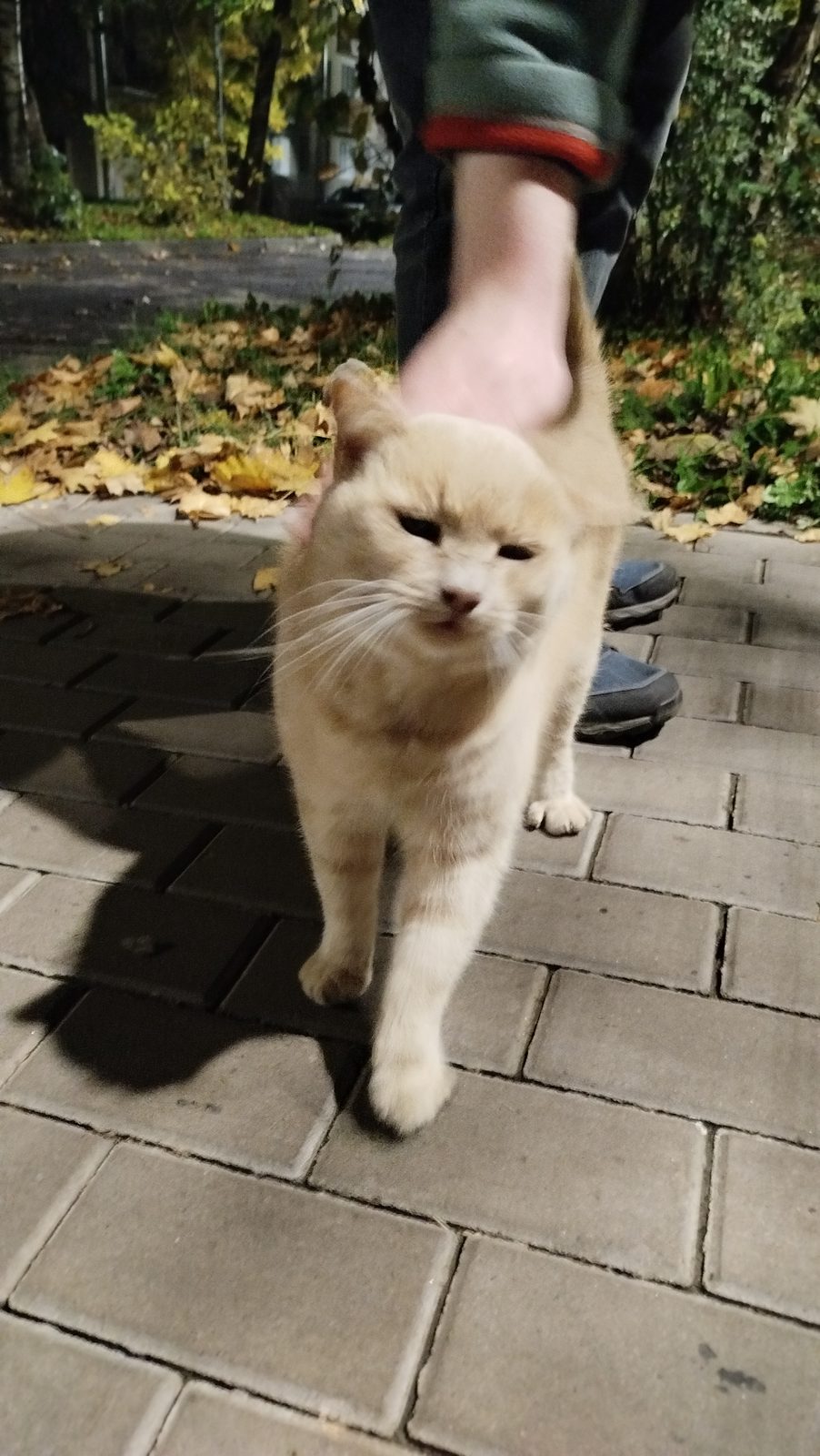 Найдена кошка в Гатчине — фото объявления