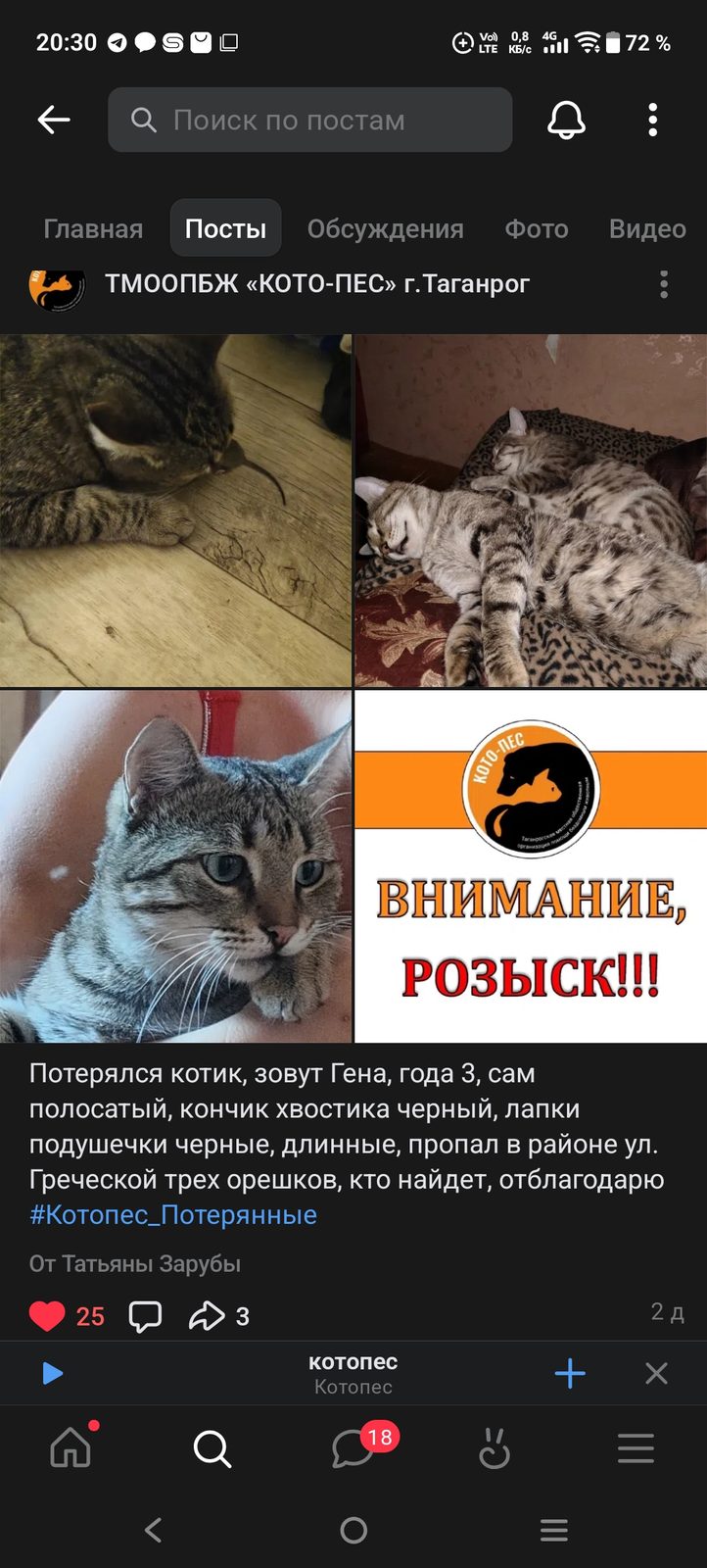 Пропала кошка в Таганроге — Я потерялся