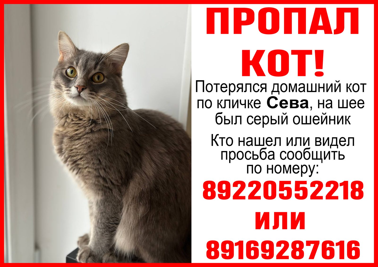 Пропала кошка в Пушкино — фото объявления
