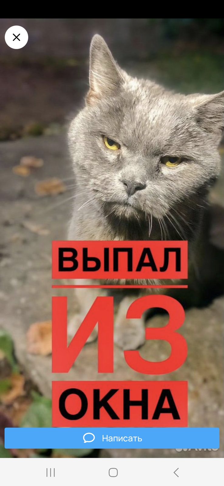 Найдена кошка в Гатчине — Максимальный репост!!!