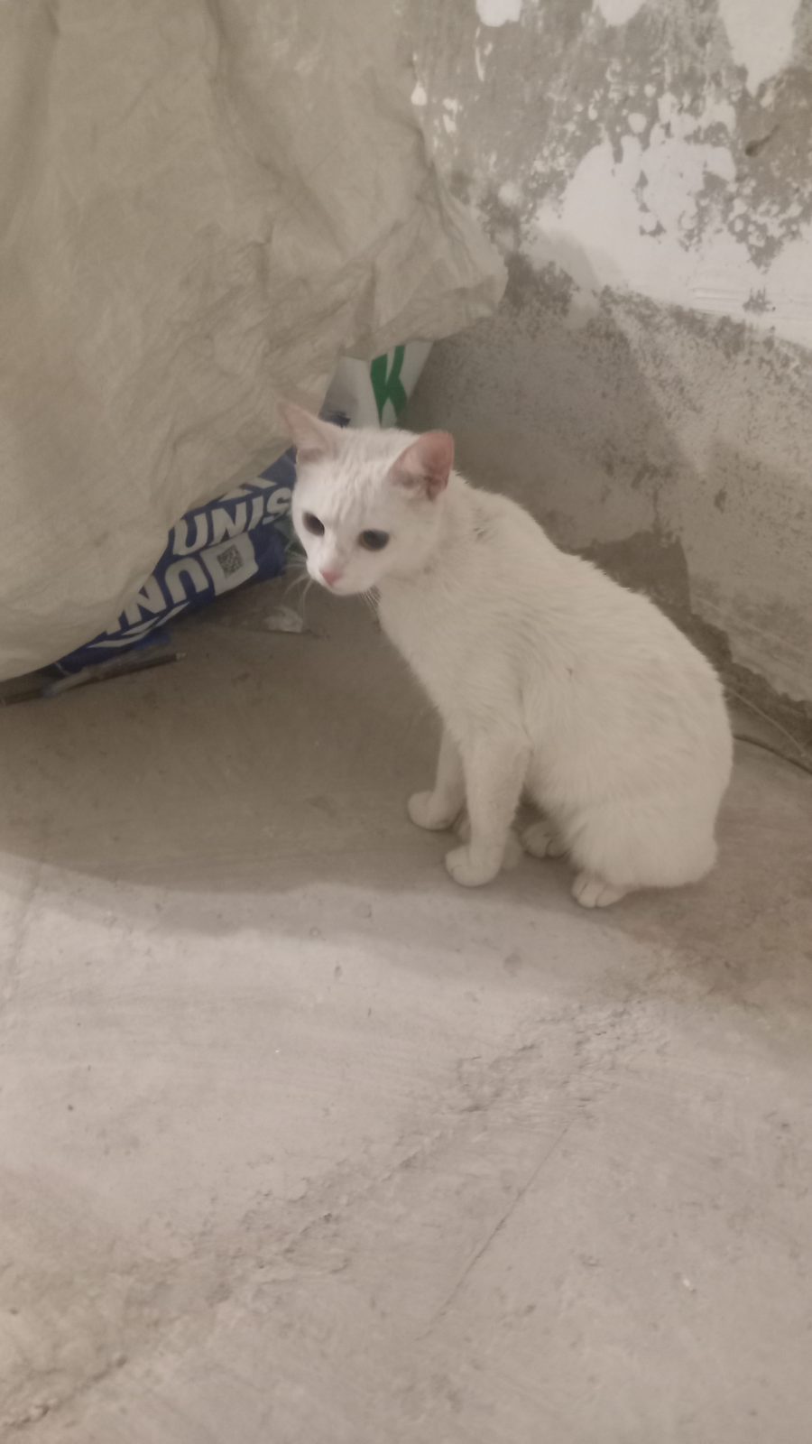 Найдена кошка в Москве — Найдёныш