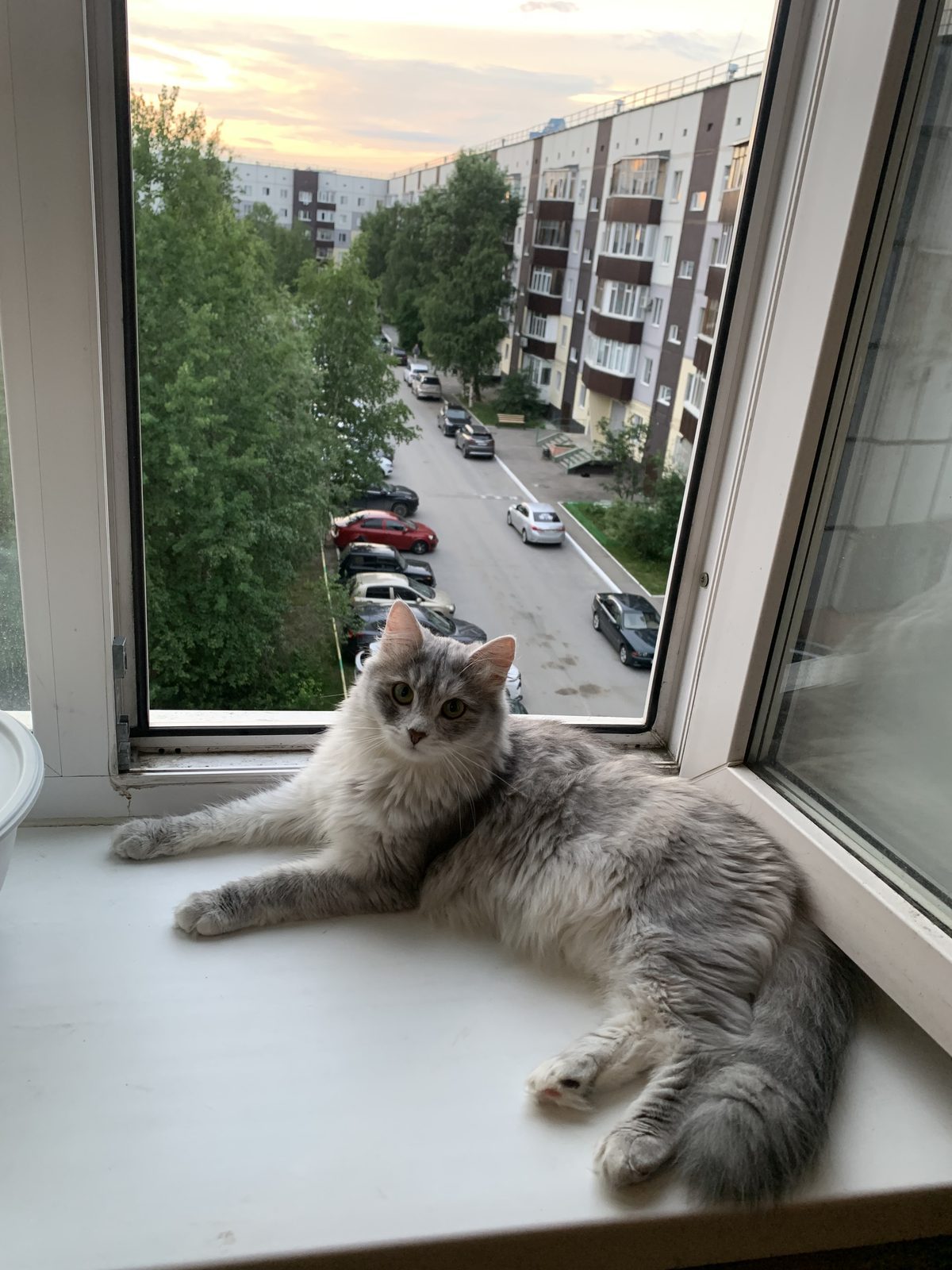 Пропала кошка в Сургуте — Ищем кошечку