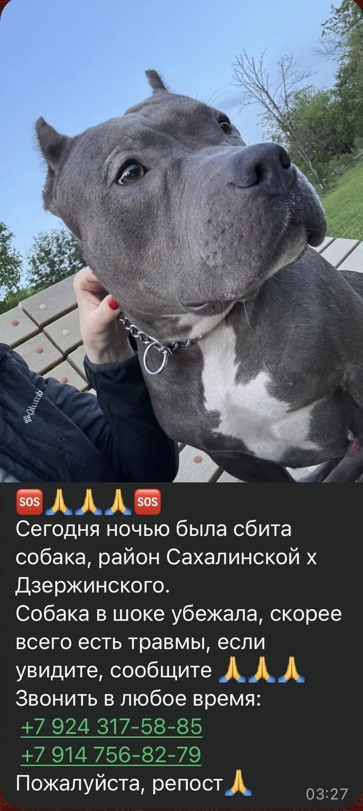 Пропала собака в Южно-Сахалинске — Нарния