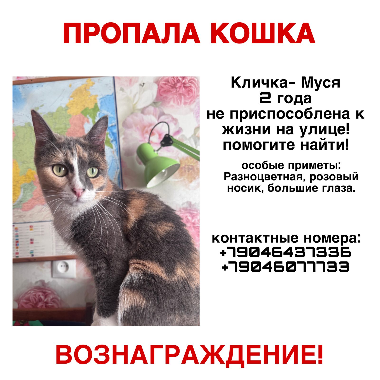 Пропала кошка в Санкт-Петербурге — фото объявления