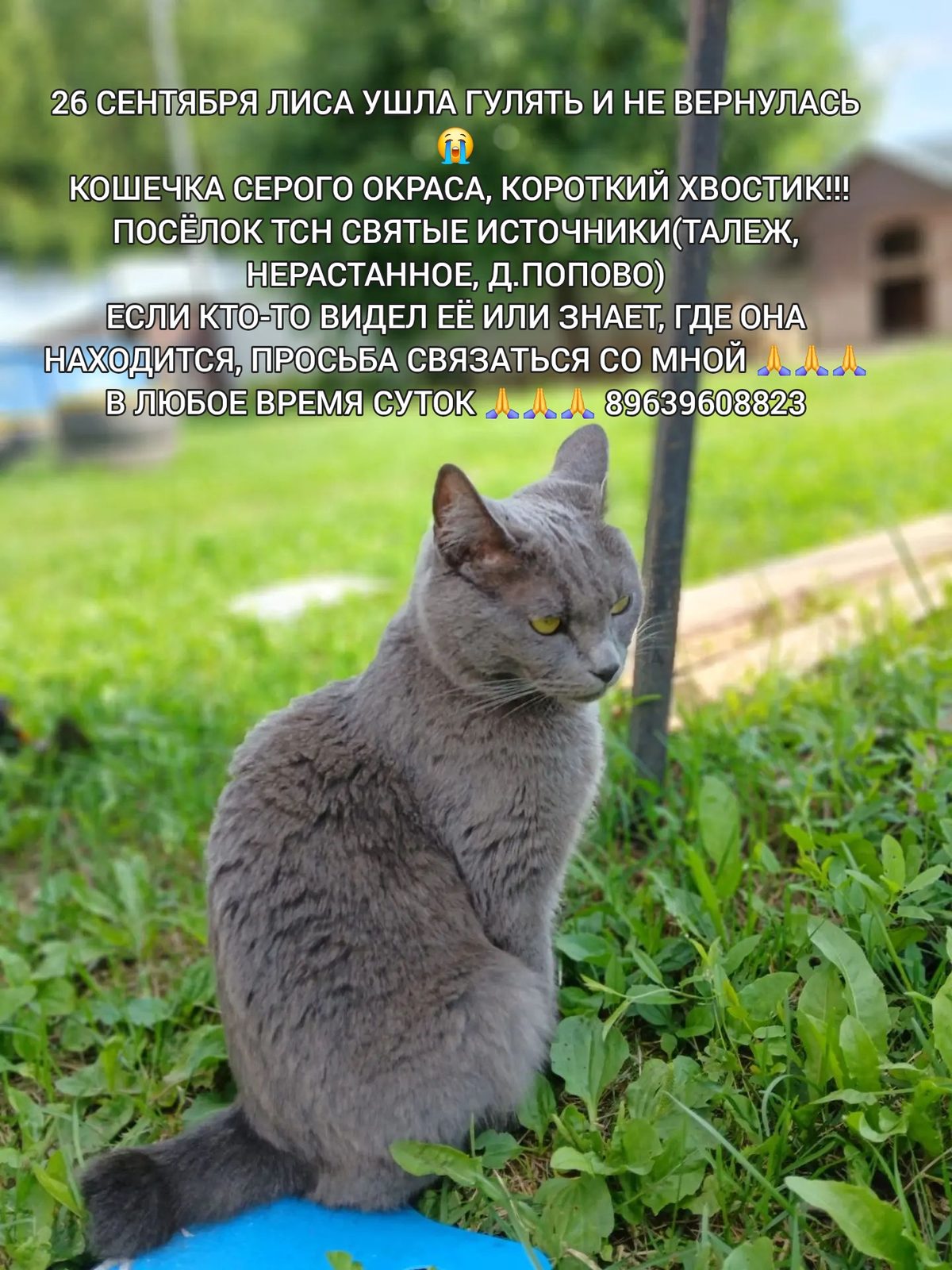 Пропала кошка в Чехове — фото объявления