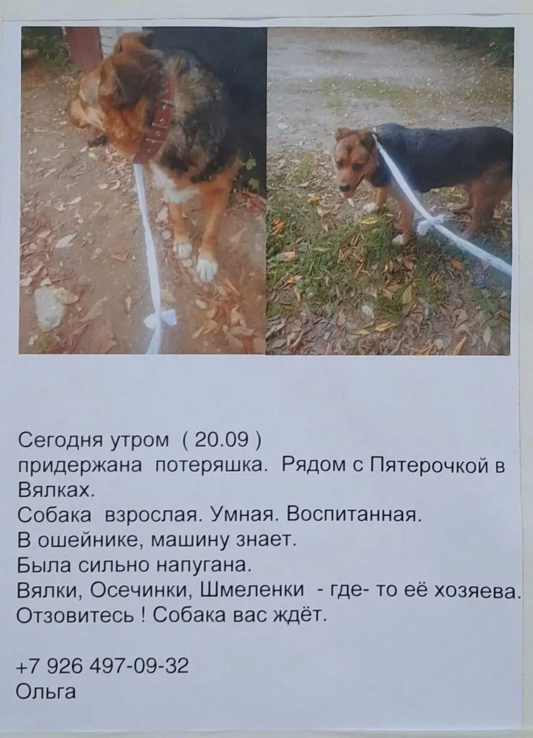 Найдена собака в Раменском — фото объявления