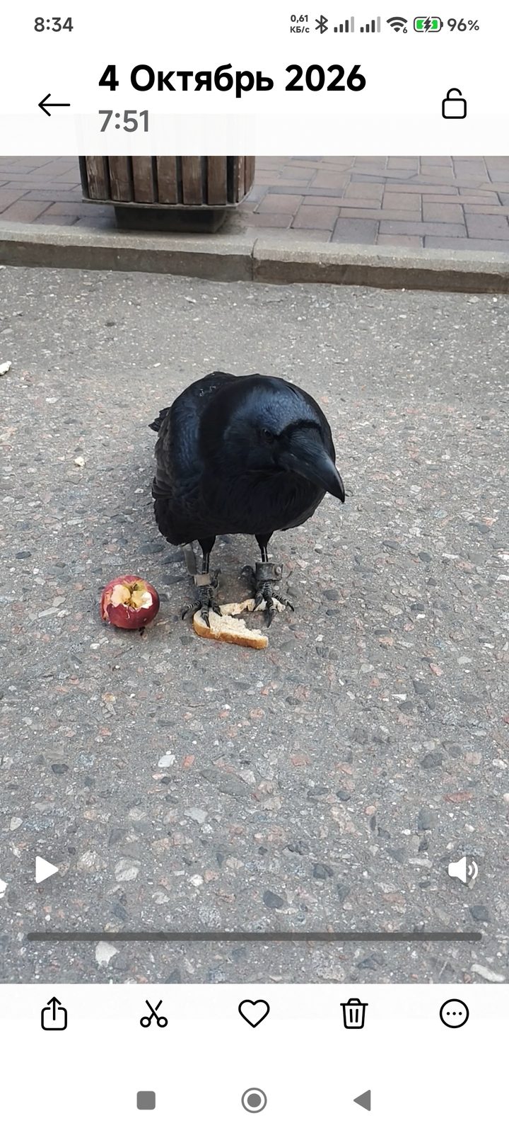 Объявление о питомце в Москве — Хозяин откликнитесь