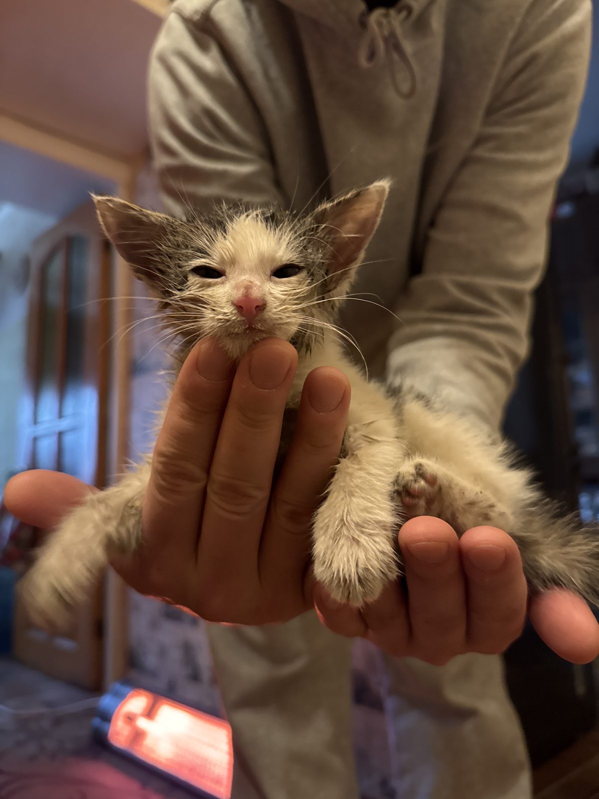Найдена кошка в Хотькове — Котенок ищет дом
