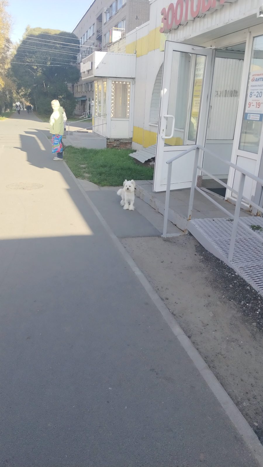 Найдена собака в Вологде — Потеряшка