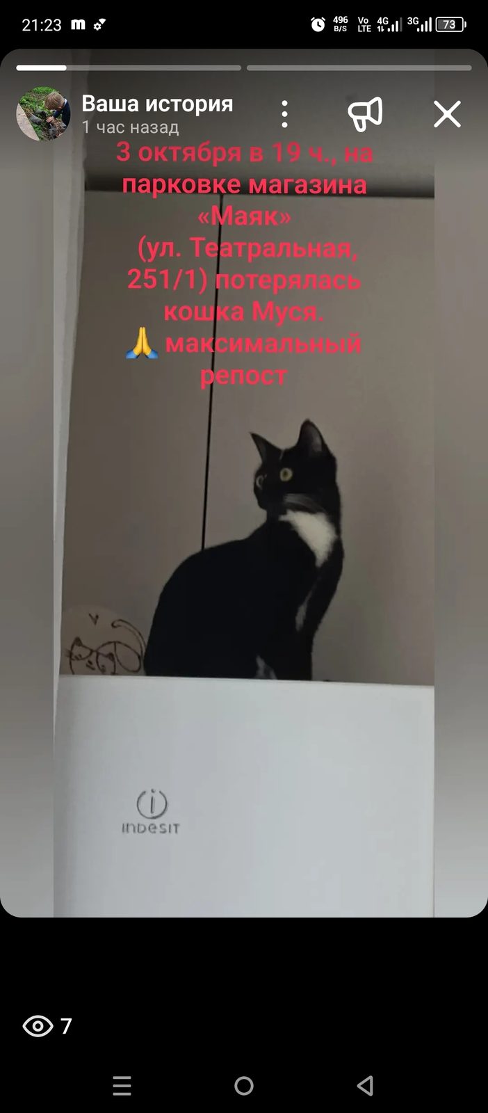Пропала кошка в Благовещенске — фото объявления