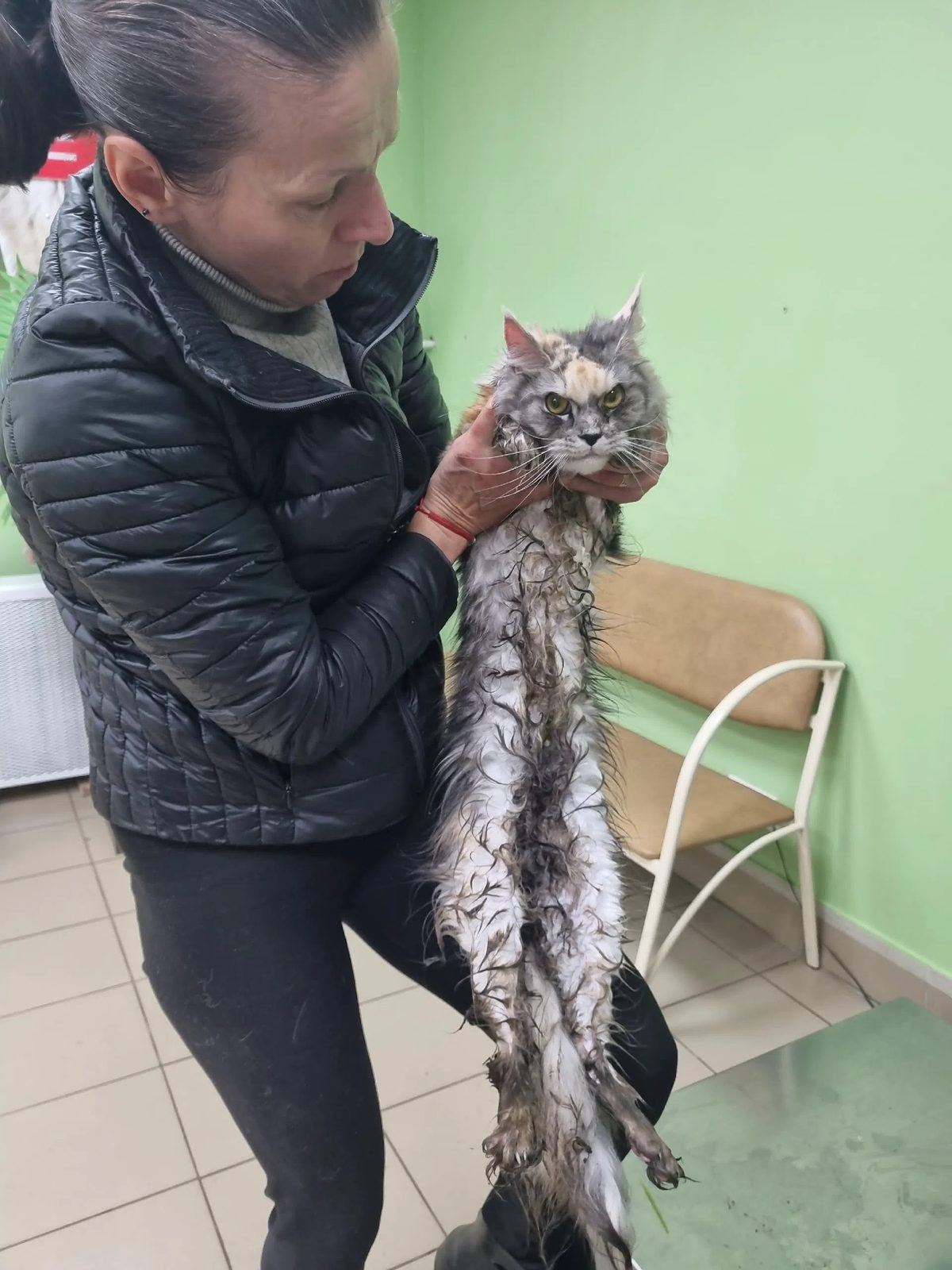Найдена кошка в Красном Селе — фото объявления