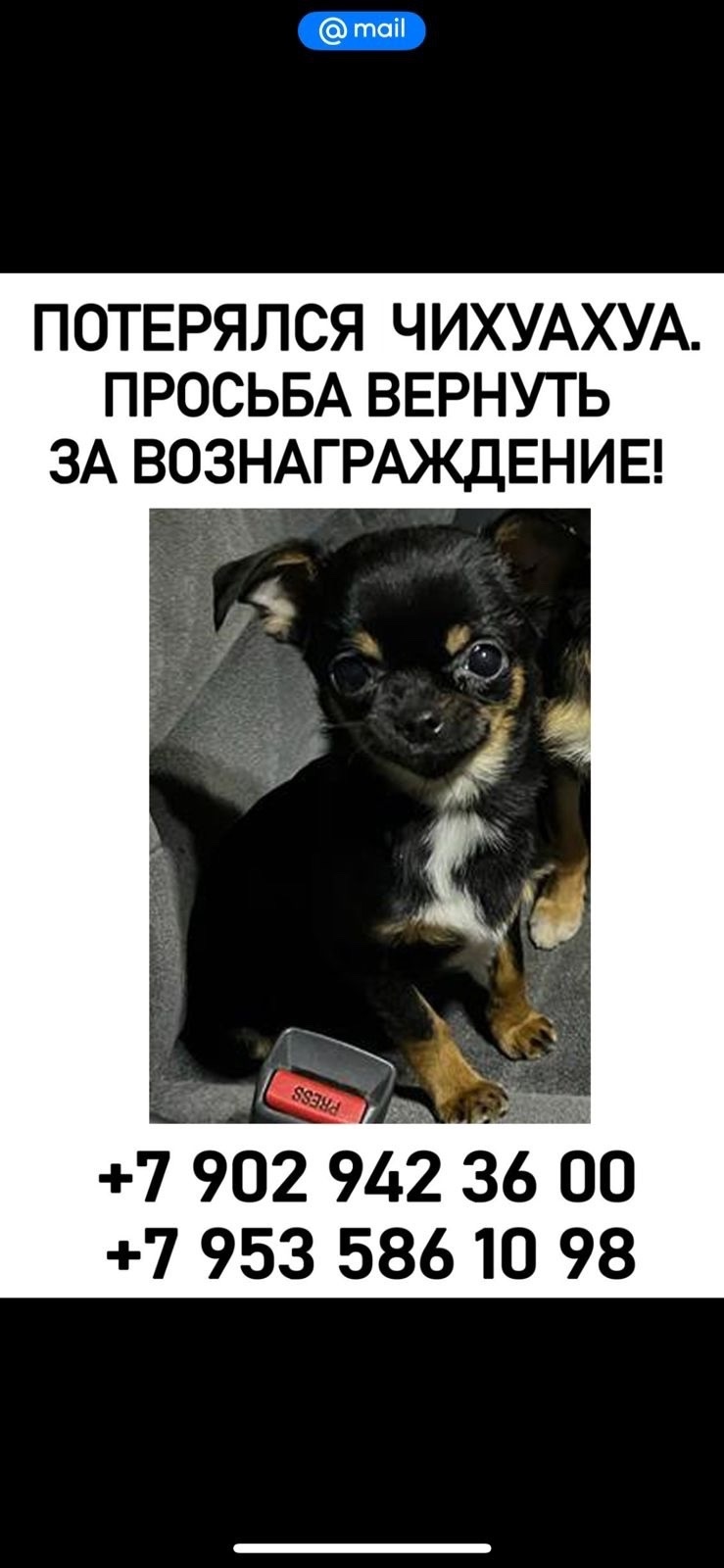 Пропала собака в Красноярске — фото объявления