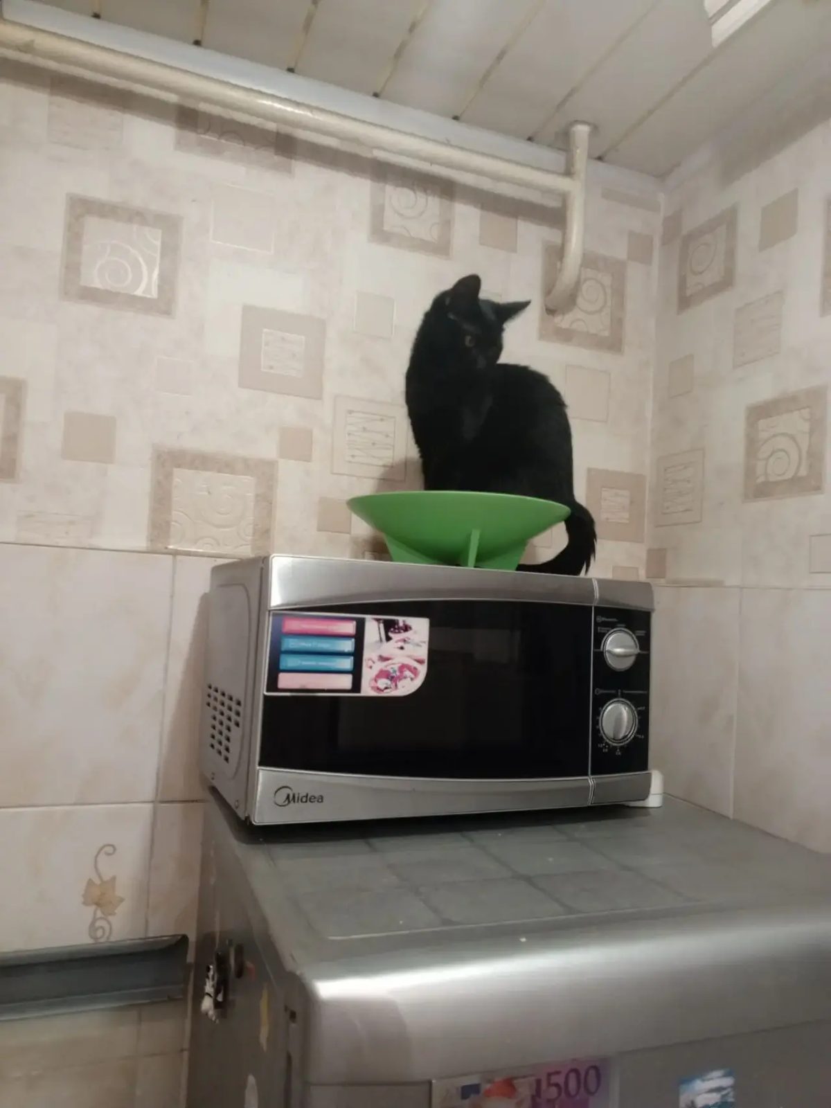 Пропала кошка в Тамбове — Муха ,потерялся черный котенок