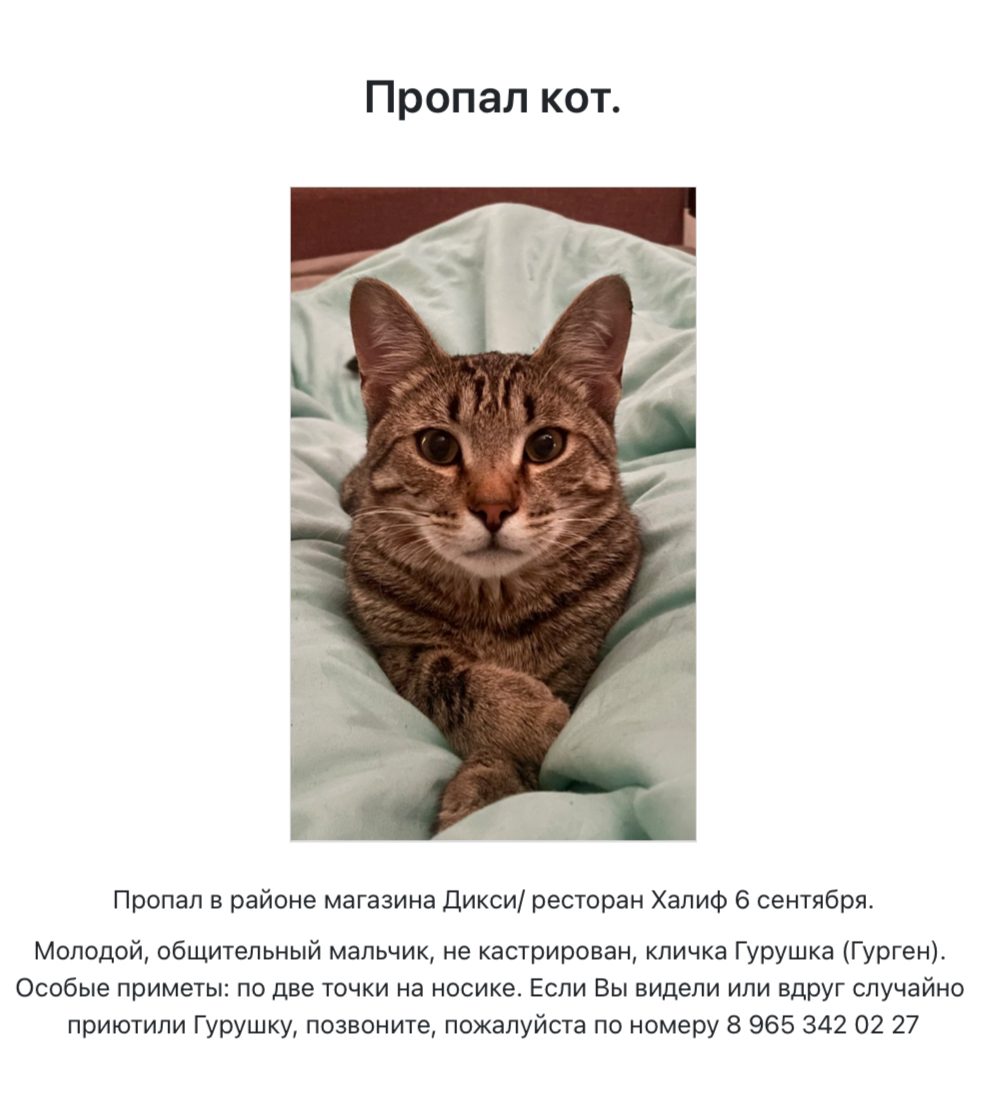 Пропала кошка в Ногинске — фото объявления