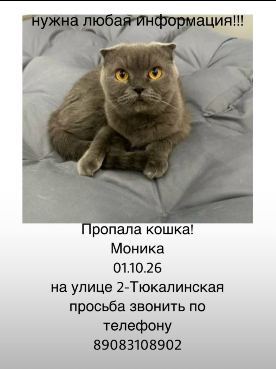Пропала кошка в Омске — Ищу британскую кошку серую
