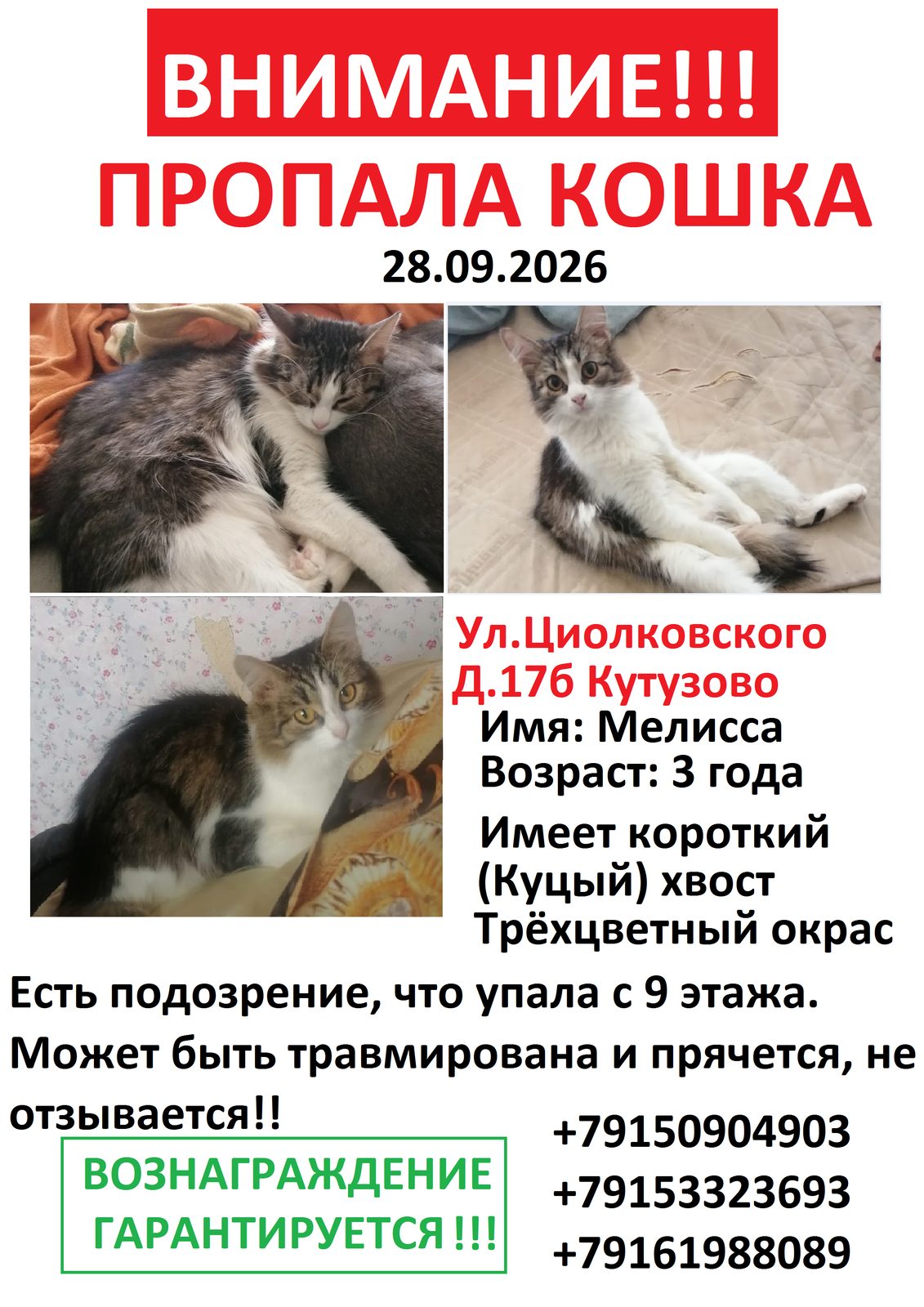 Пропала кошка в Подольске — фото объявления