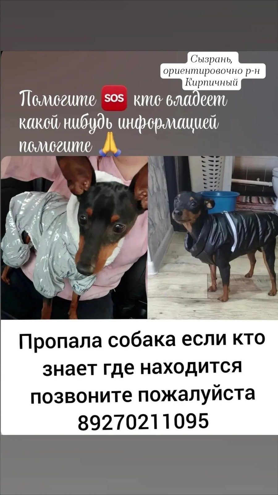 Пропала собака в Сызрани — Помогите найти собаку.
