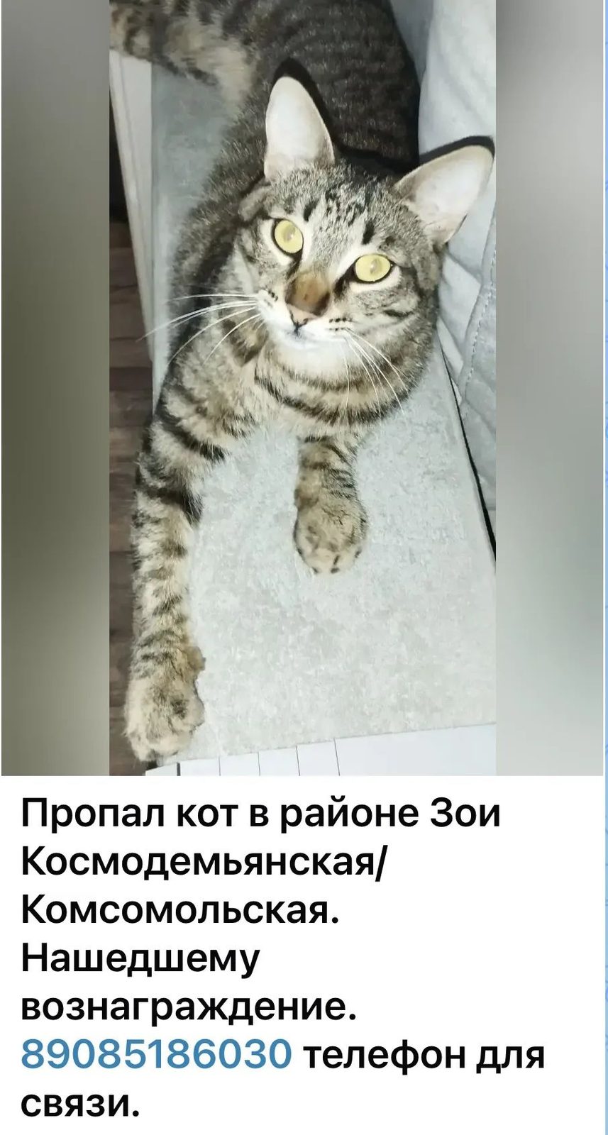 Пропала кошка в Азове — фото объявления