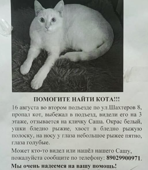 Найдена собака в Красноярске — фото объявления