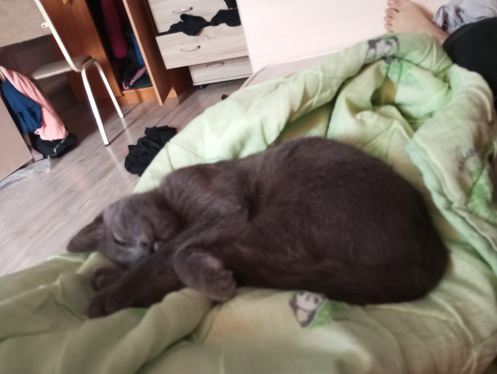 Пропала кошка в Омске — фото объявления
