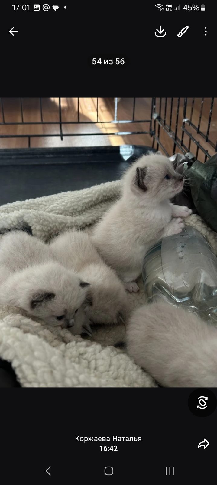 Найдена кошка в Набережных Челнах — Котята
