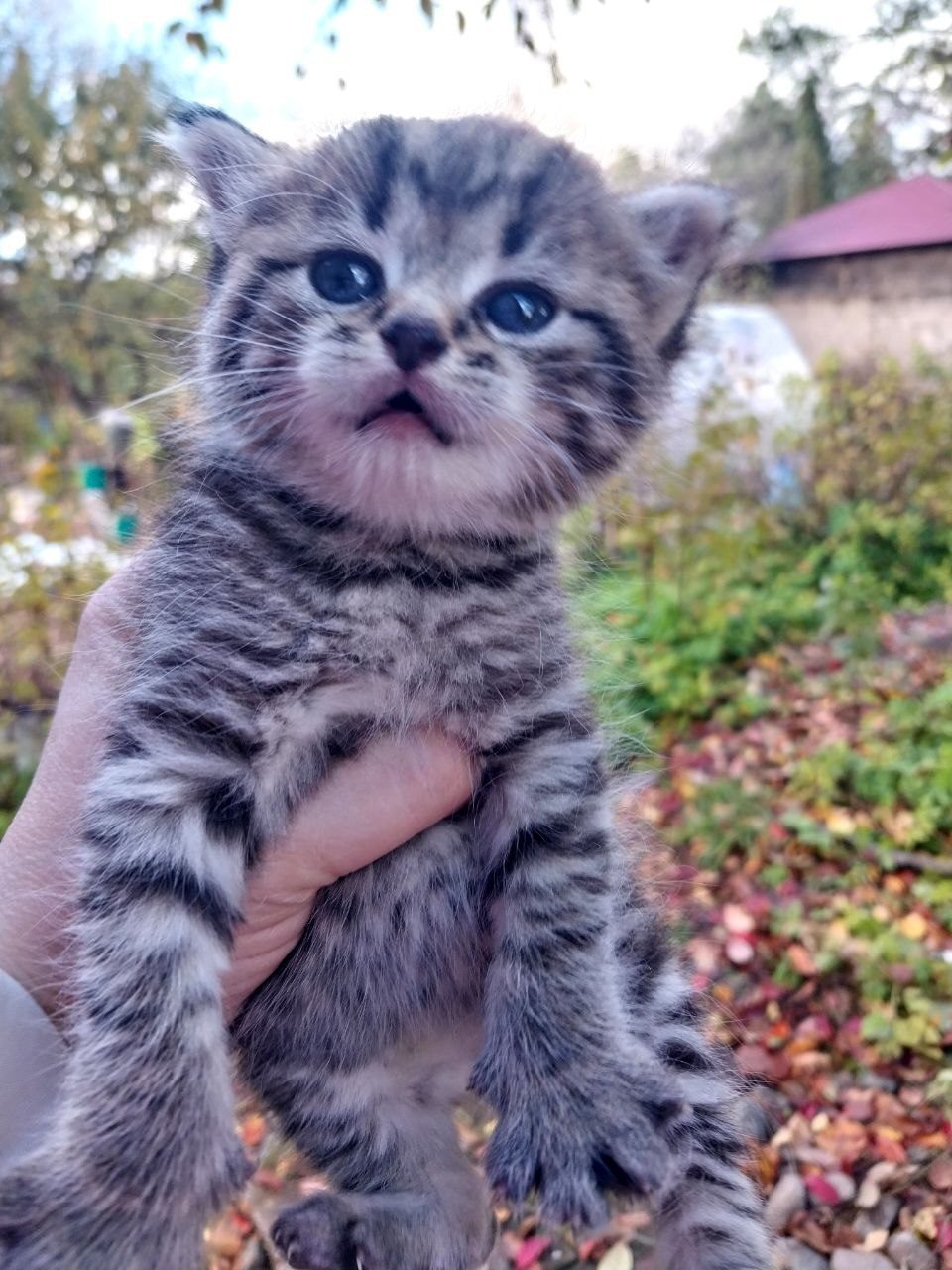 Найдена кошка в Череповце — Котята
