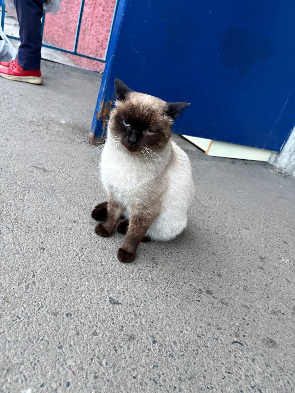 Найдена кошка в Новокузнецке — фото объявления