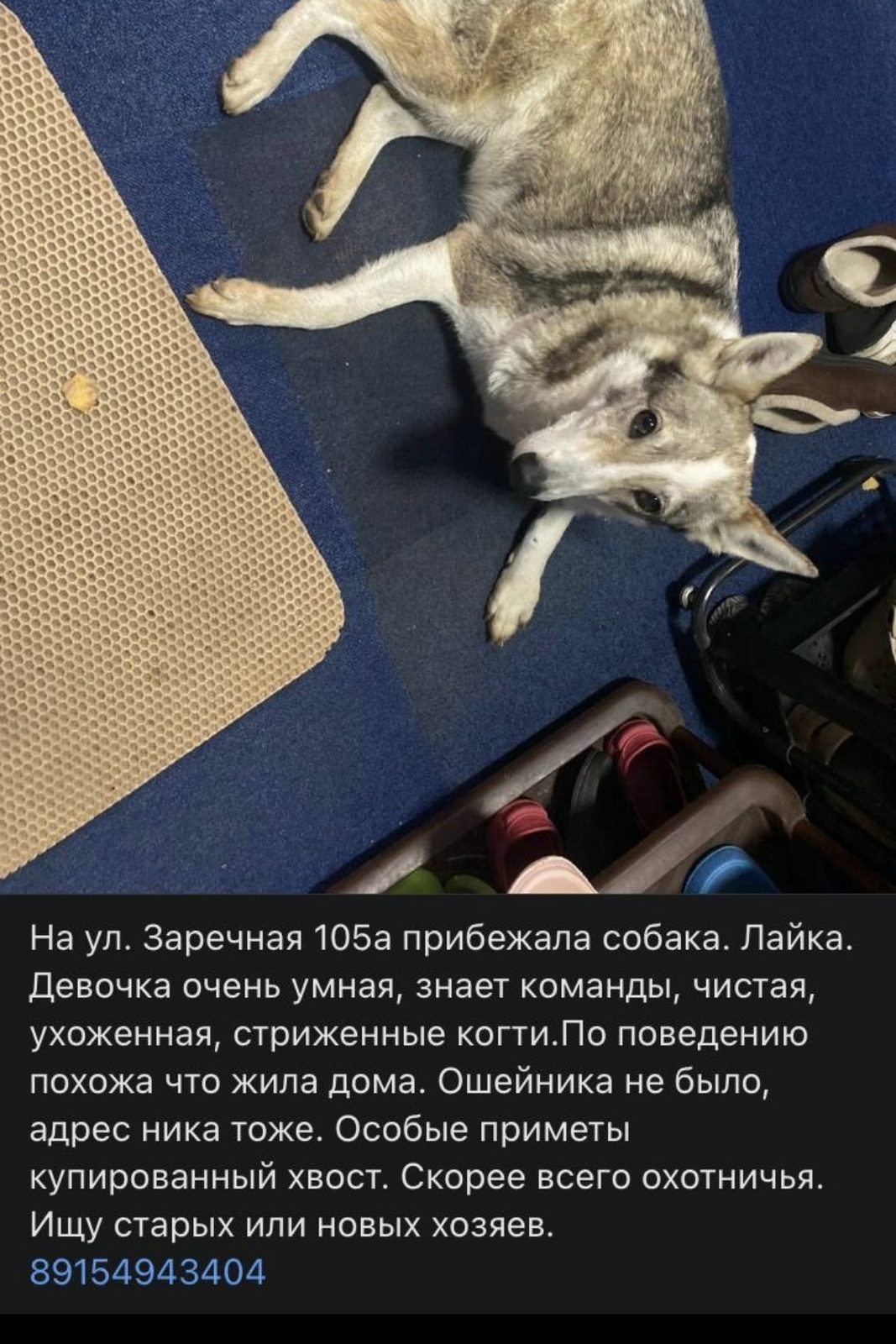 Найдена собака в Мытищах — фото объявления