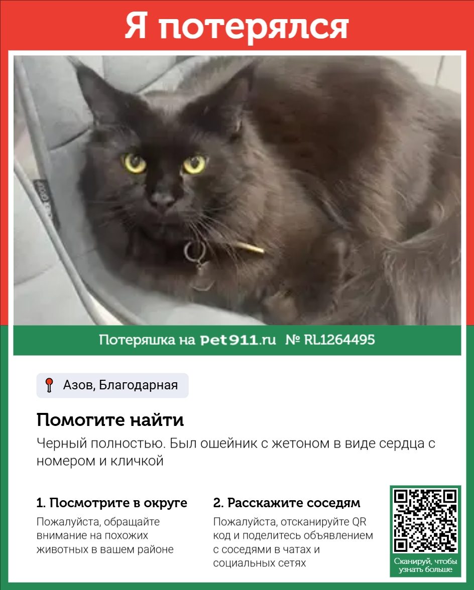 Найдена кошка в Ростове-на-Дону — фото объявления