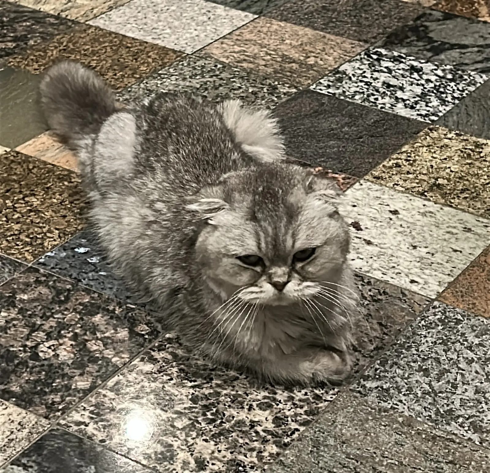 Найдена кошка в Санкт-Петербурге — ЧЬЯ КОШКА?