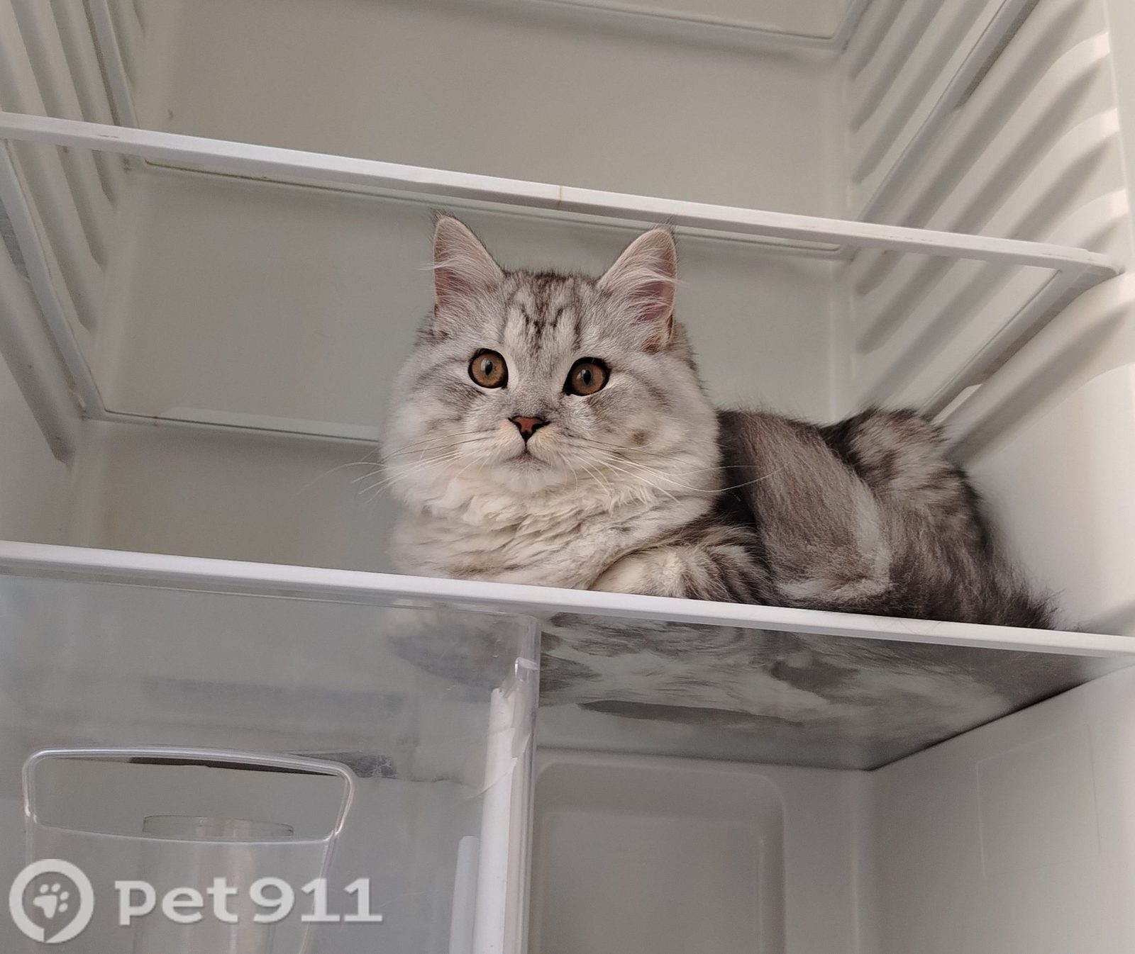 Найдена кошка в Хабаровске — фото объявления