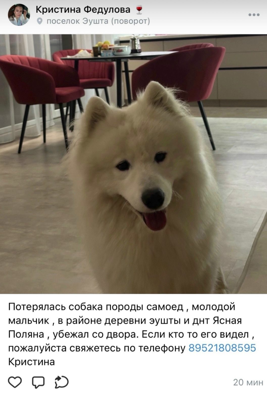 Объявление о питомце в Томске — фото объявления