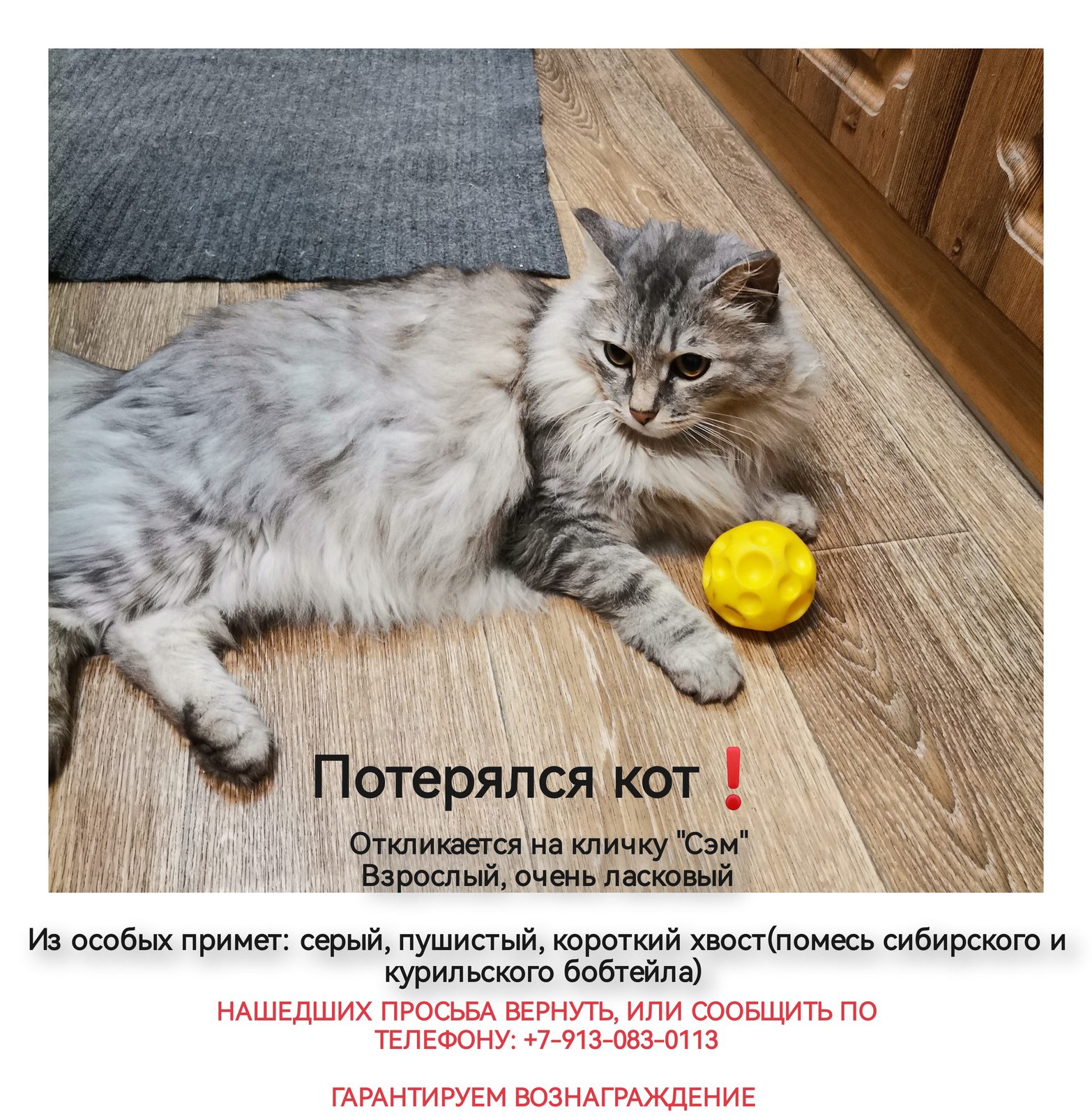 Пропала кошка в Барнауле — фото объявления