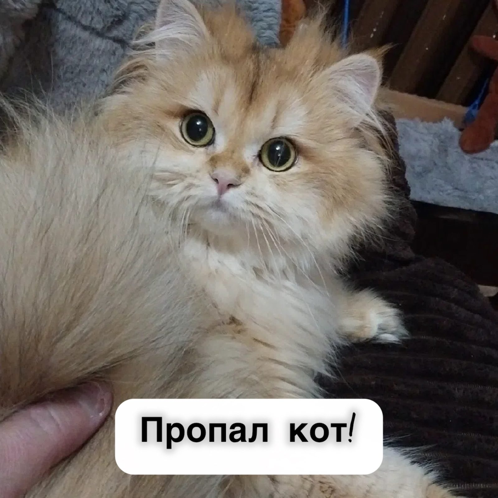 Найдена кошка в Ставрополе — фото объявления