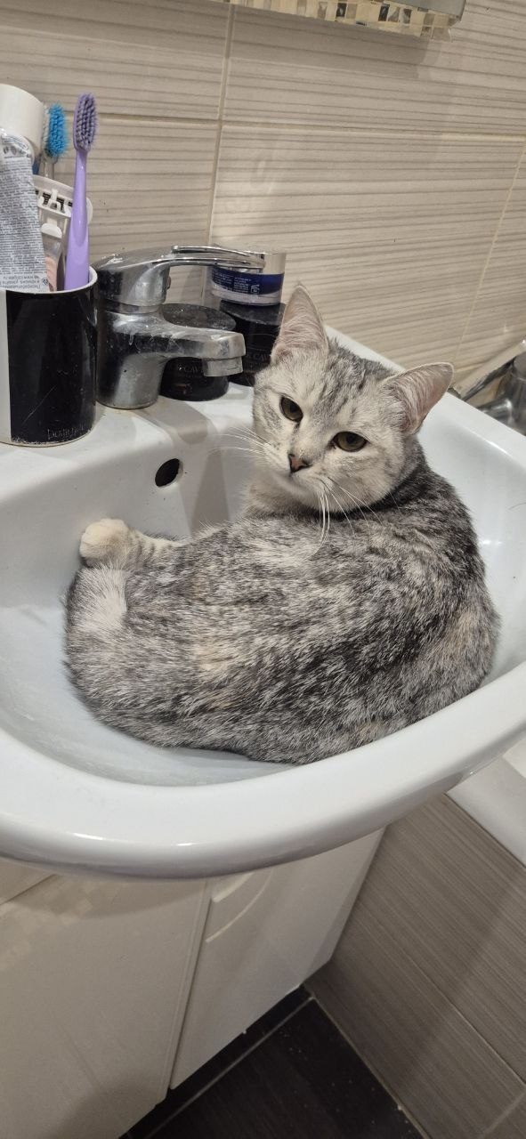 Пропала кошка в Одинцове — фото объявления