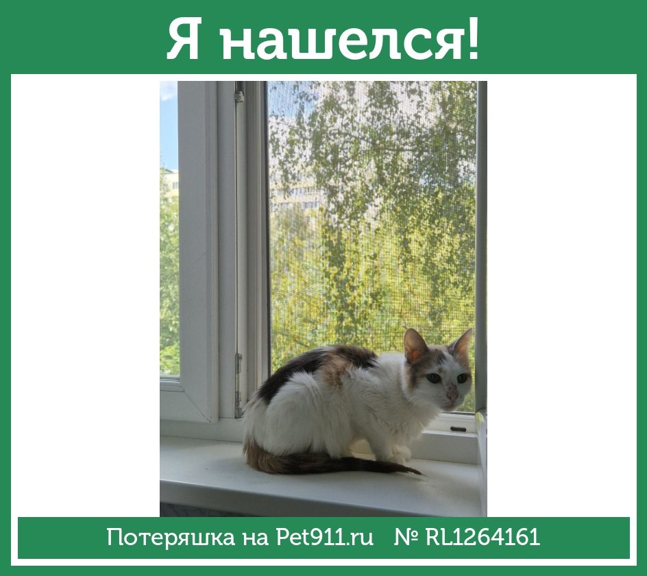 Найдена кошка в Наро-Фоминске — фото объявления