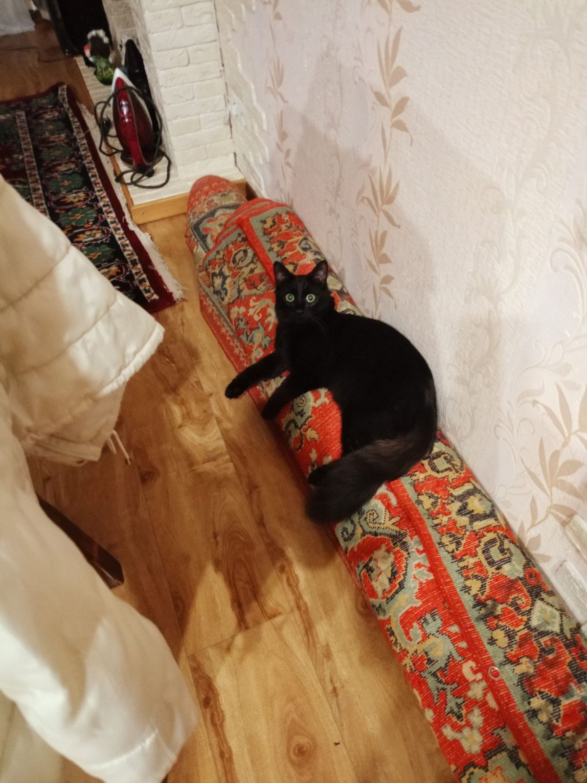 Пропала кошка в Электрогорске — фото объявления