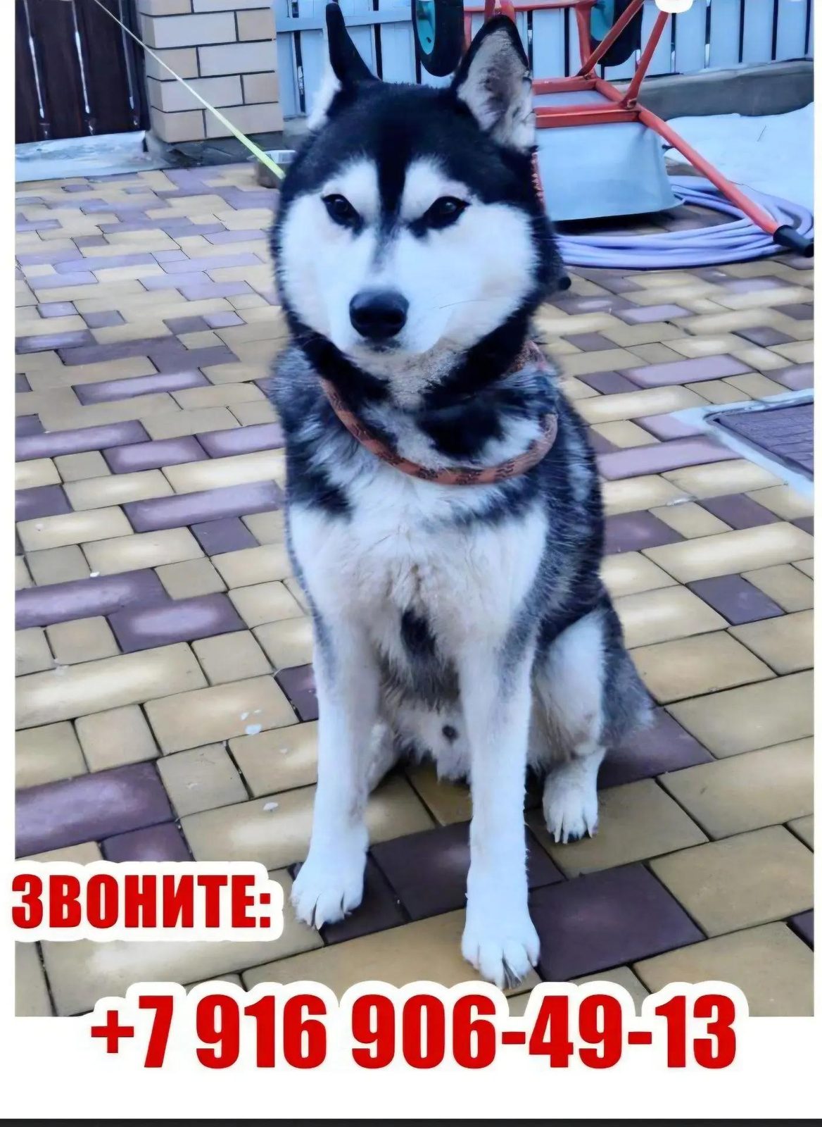 Пропала собака в Анапе — фото объявления