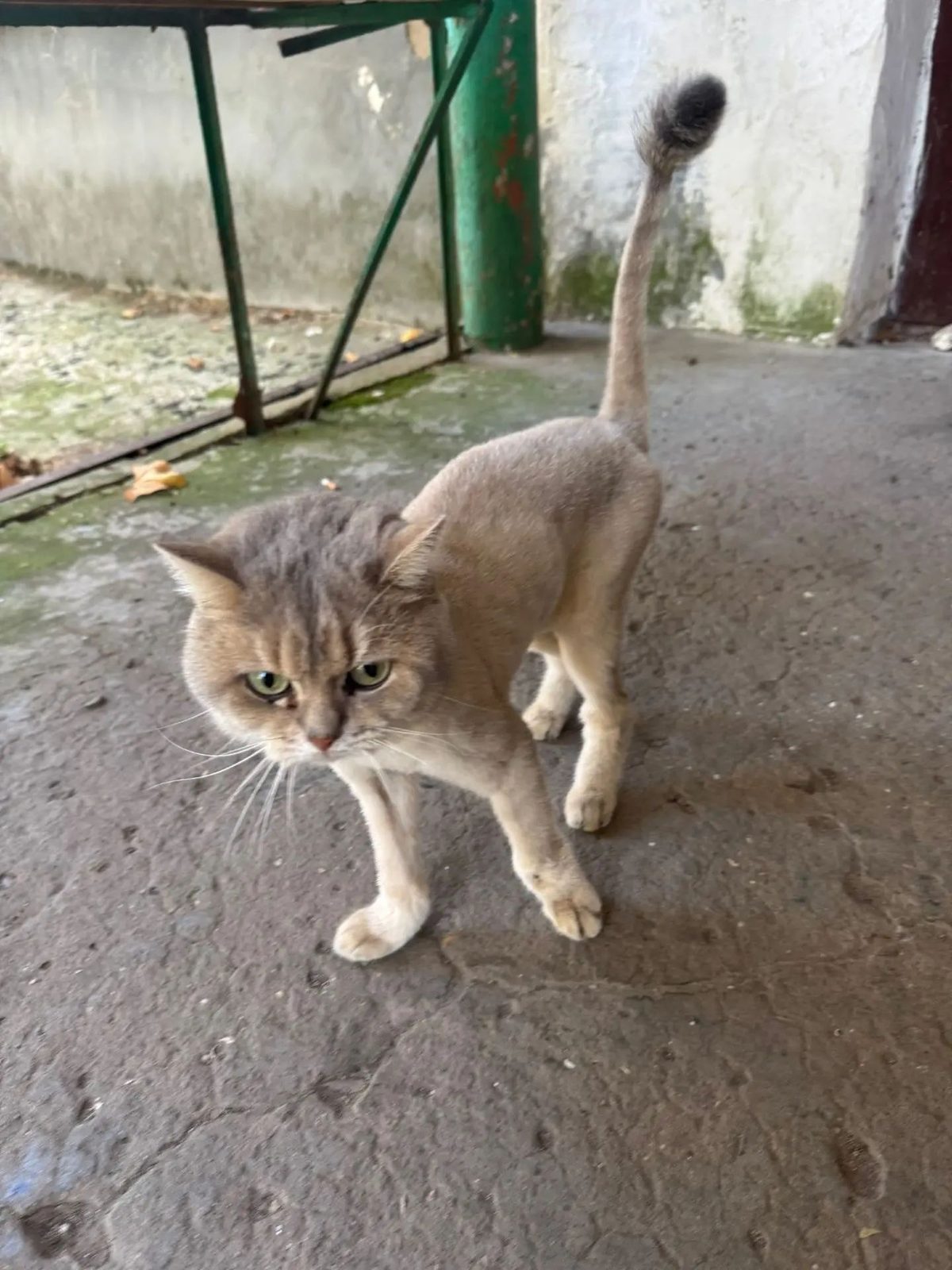 Найдена кошка в Симферополе — Подстриженный кот/кошка