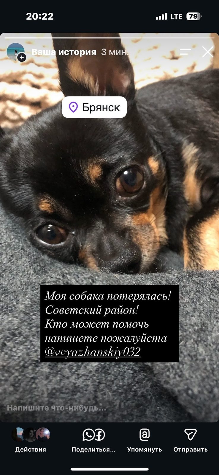 Пропала собака в Брянске — фото объявления