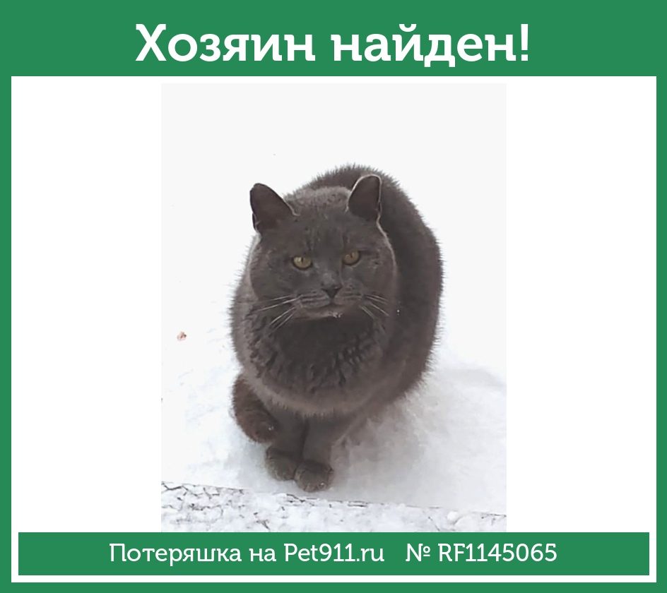 Найдена кошка в Костроме — фото объявления