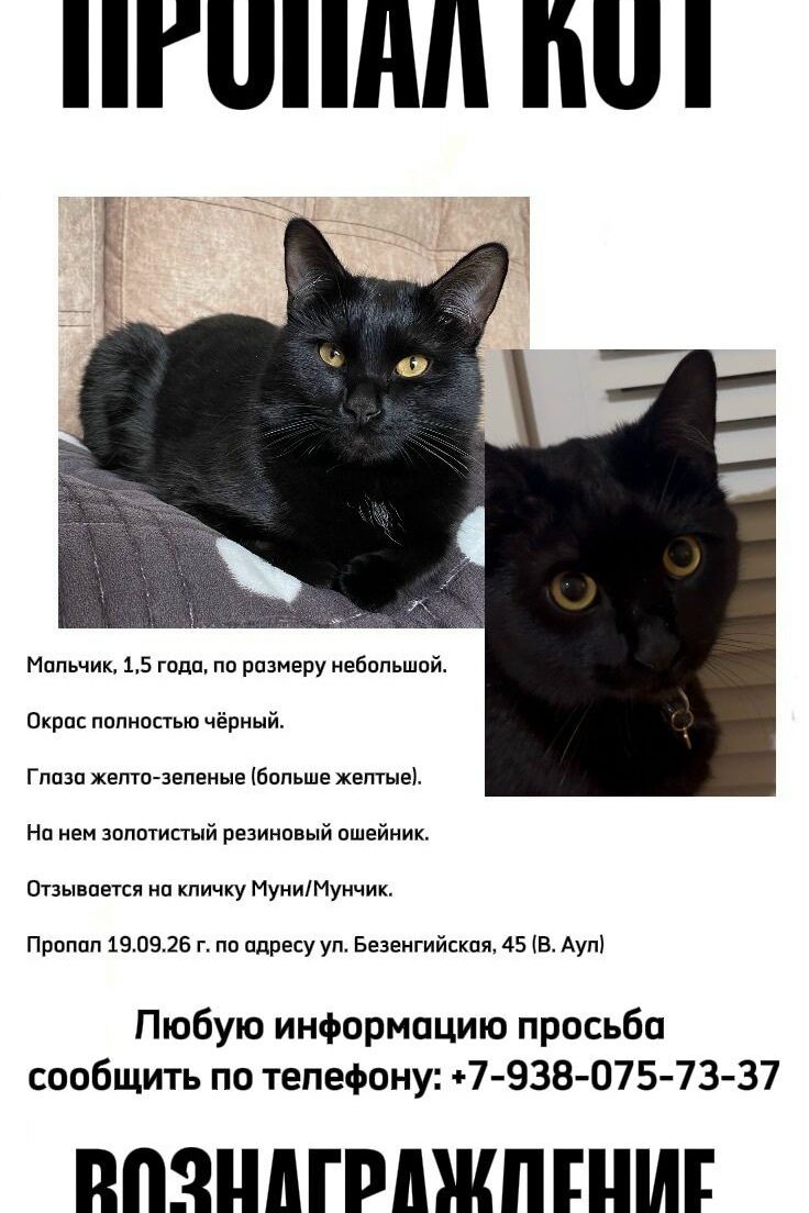Найдена кошка в Нальчике — фото объявления