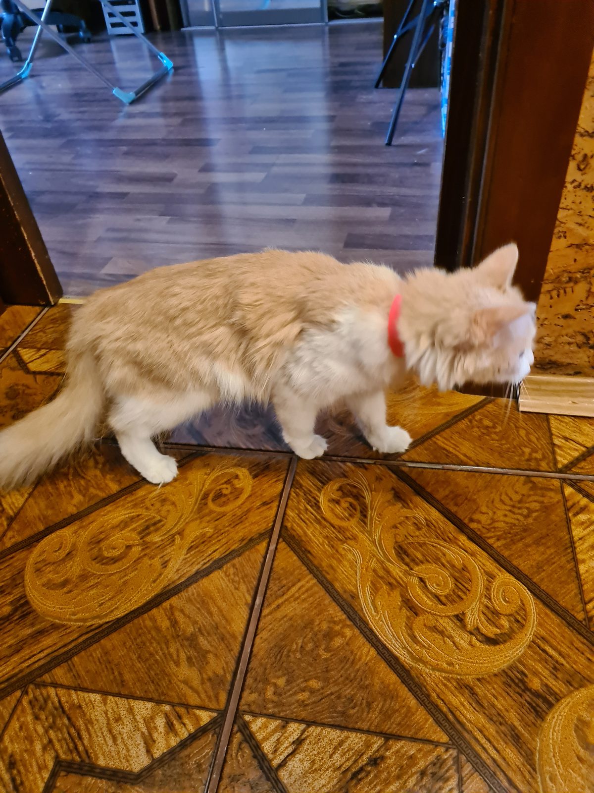 Найдена кошка в Новокузнецке — фото объявления
