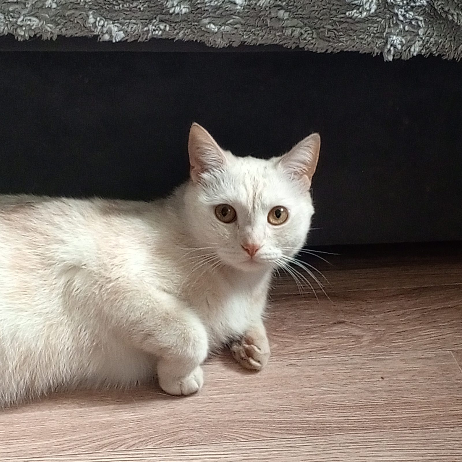 Пропала кошка в Киселёвске — Прошу помогите найти кота