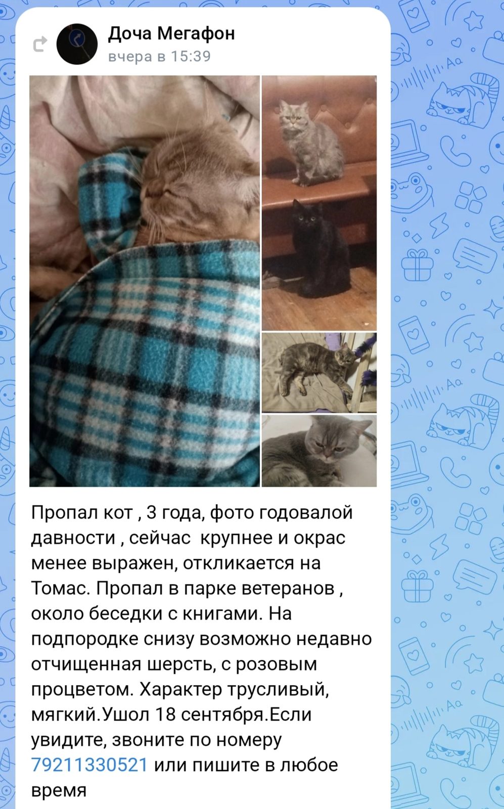 Пропала кошка в Вологде — фото объявления